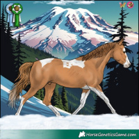 Horse Color:Chestnut Splash Tobiano 