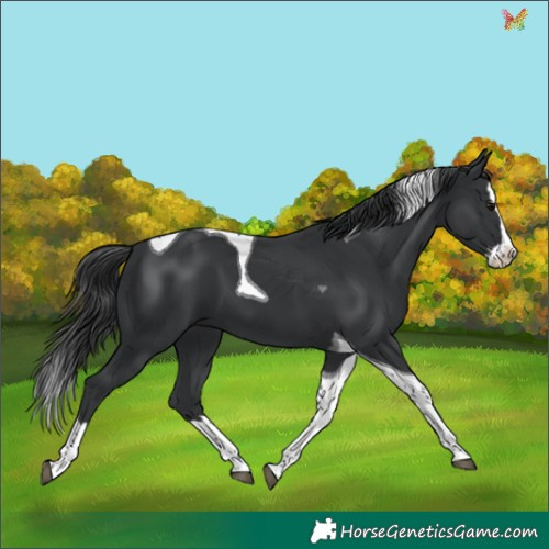 Horse Color:Black Splash Tobiano 