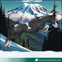 Horse Color:Black Splash Tobiano 