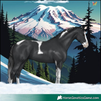 Horse Color:Black Splash Tobiano 