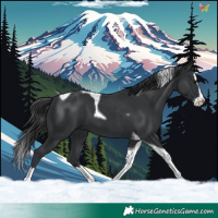 Horse Color:Black Splash Tobiano 