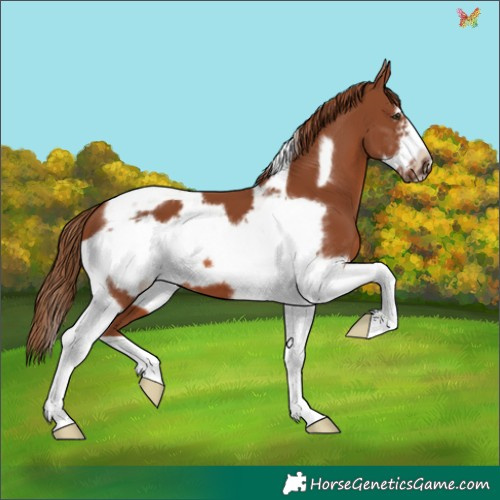 Horse Color:Chestnut Sabino Tobiano Frame 