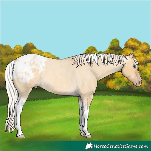 Horse Color:Gray Silver Amber Cream Champagne Roan Dun Splash Tobiano Frame Appaloosa Rabicano 