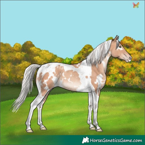 Horse Color:White Spotted Silver Sable Champagne Tobiano 