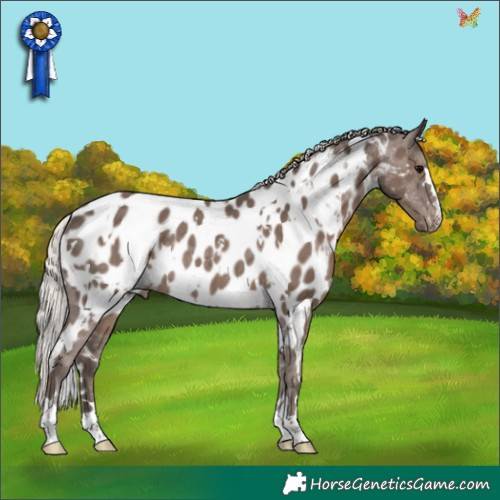 Horse Color:White Spotted Silver Black Appaloosa Rabicano 