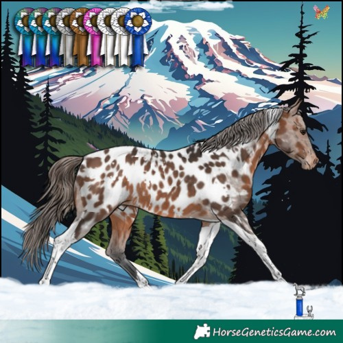 Horse Color:White Spotted Brown Tobiano Near Leopard Rabicano 