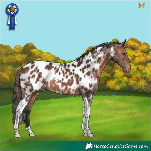 Horse Color:White Spotted Brown Tobiano Appaloosa Rabicano 