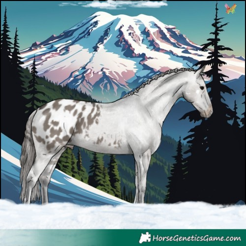 Horse Color:White Spotted Grullo Blanket 
