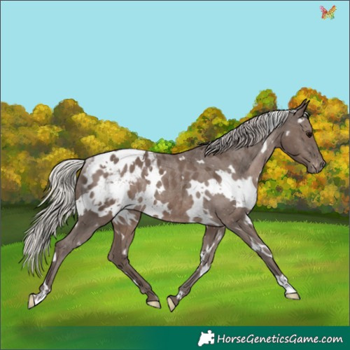 Horse Color:White Spotted Silver Black Appaloosa Rabicano 