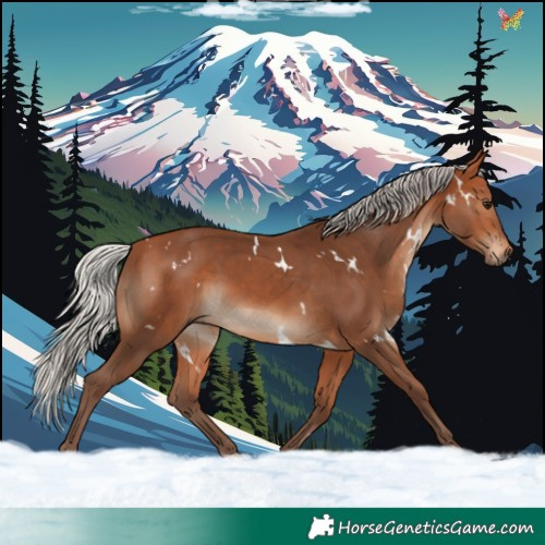 Horse Color:White Spotted Silver Bay 