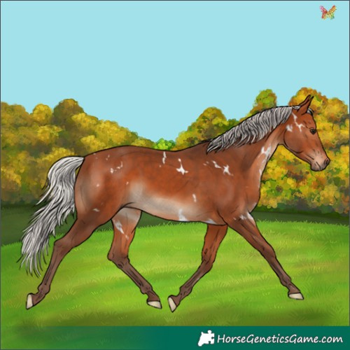 Horse Color:White Spotted Silver Bay 