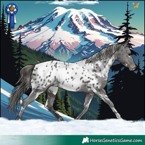 Horse Color:White Spotted Black Appaloosa Rabicano 