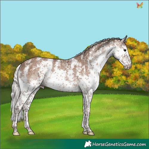 Horse Color:Silver Black Sabino Splash Rabicano 