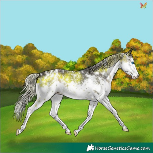 Horse Color:Silver Smoky Black Sabino Splash Rabicano 