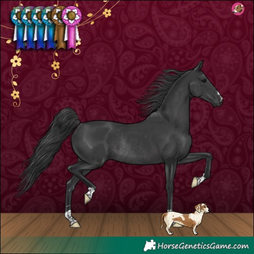 Horse Color:Black Rabicano 
