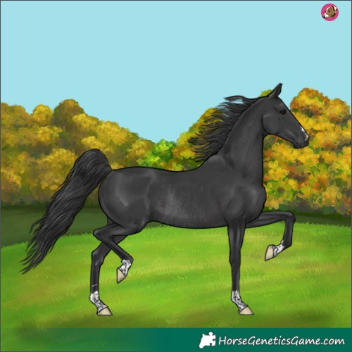 Horse Color:Black Rabicano 