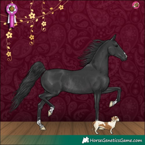 Horse Color:Black Rabicano 