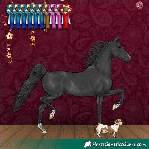 Horse Color:Black Rabicano 