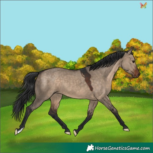 Horse Color:Brown Dun 
