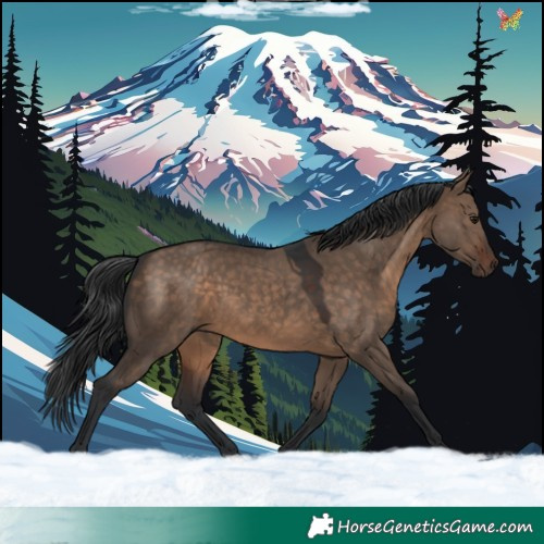 Horse Color:Brown Dun 