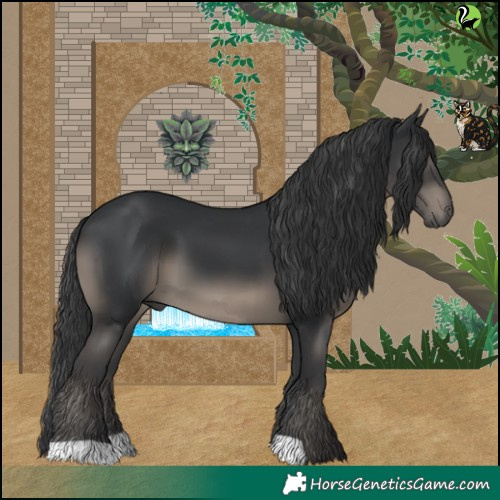 Horse Color:Black 