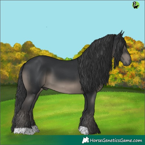 Horse Color:Black 