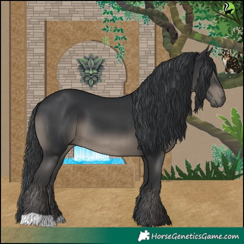 Horse Color:Black 