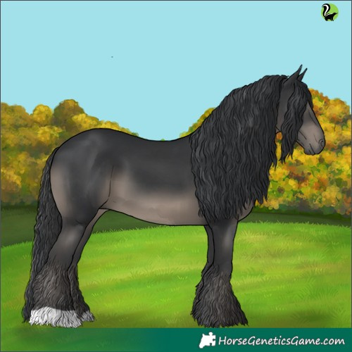 Horse Color:Black 