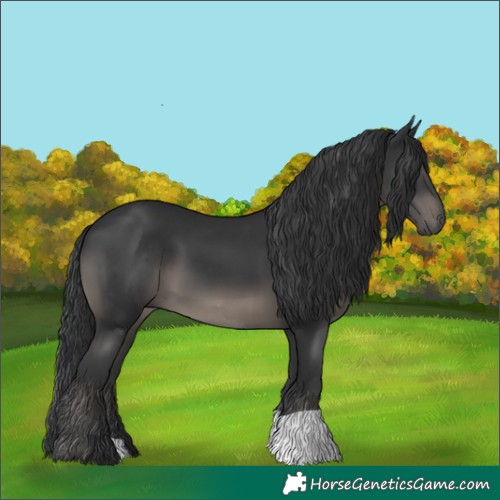 Horse Color:Black 