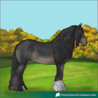 Horse Color:Black 