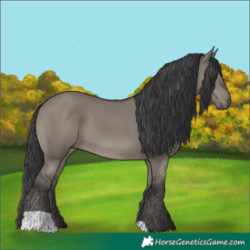 Horse Color:Grullo 