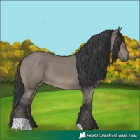 Horse Color:Grullo 