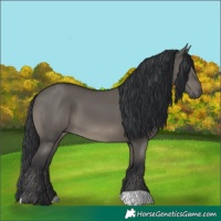 Horse Color:Grullo 