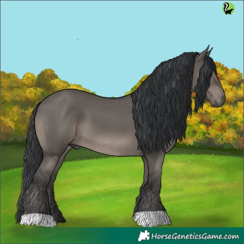 Horse Color:Grullo 