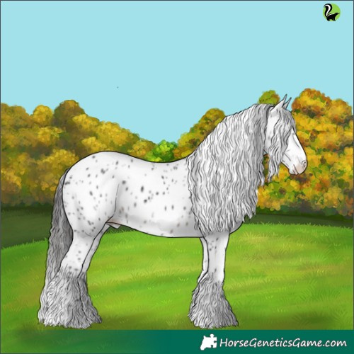 Horse Color:Black Appaloosa 