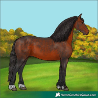 Horse Color:Bay 