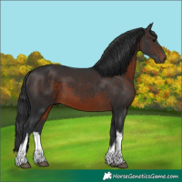 Horse Color:White Spotted Brown 