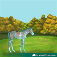 Horse Color:Thunderstruck Liver Red Dun Sabino 