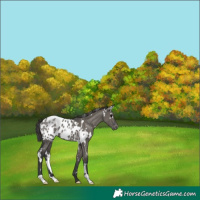 Horse Color:White Spotted Grullo Appaloosa Rabicano