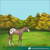 Horse Color:Classic Champagne Sabino Appaloosa Rabicano