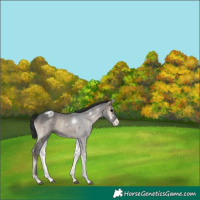 Horse Color:Blue Onyx Appaloosa