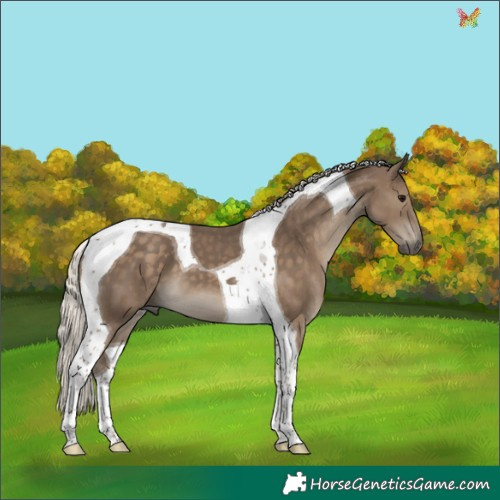Horse Color:Silver Smoky Black Tobiano 