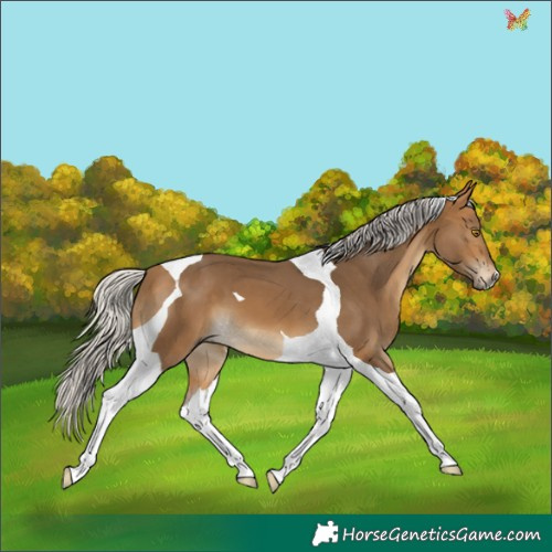 Horse Color:Silver Buckskin Tobiano 