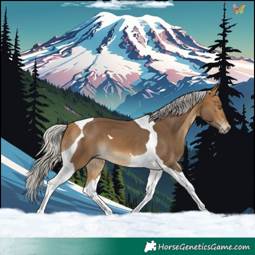 Horse Color:Silver Buckskin Tobiano 