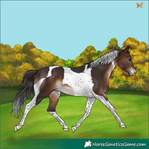 Horse Color:Brown Tobiano 