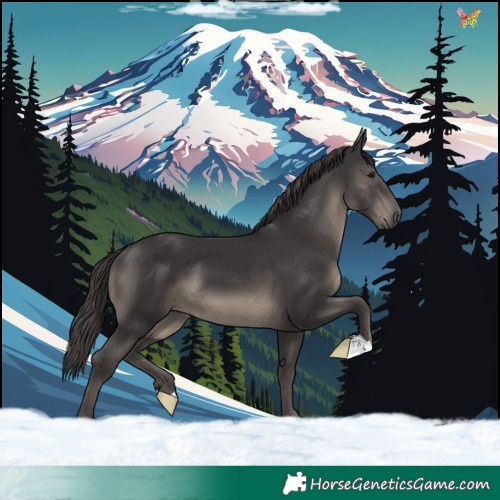 Horse Color:Smoky Black 