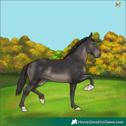 Horse Color:Smoky Black 
