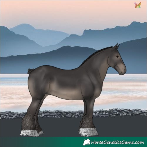 Horse Color:Smoky Black 