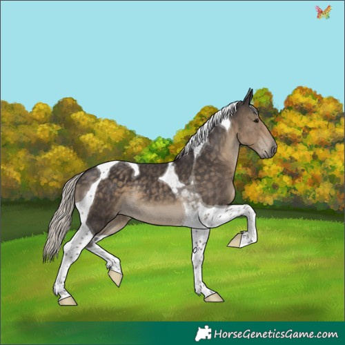 Horse Color:Silver Smoky Black Tobiano 