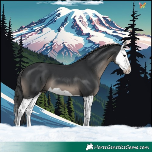 Horse Color:Black Splash 